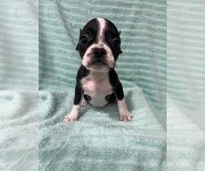French Bulldog Puppy for Sale in CHESAPEAKE, Virginia USA