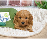 Small #10 Goldendoodle-Poodle (Toy) Mix