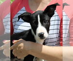 Small #1 Mutt