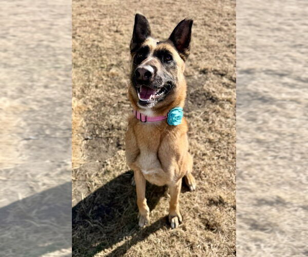 Medium Photo #1 Mutt Puppy For Sale in Imlay City, MI, USA