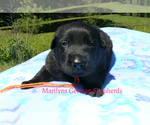 Small #2 German Shepherd Dog
