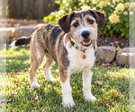 Whiskers - Male Boxer-Unknown Mix Dog for Adoption - Small photo