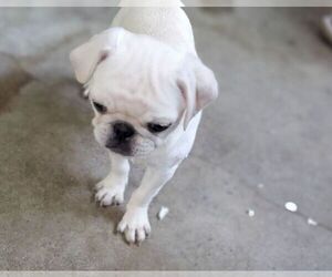 Pug Puppy for sale in BRIDGETOWN, OH, USA
