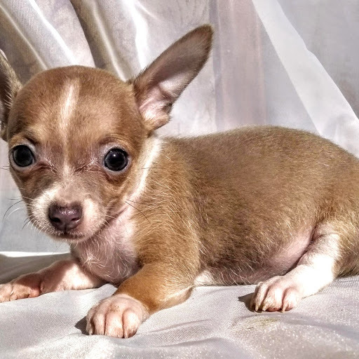 Medium Photo #3 Chihuahua Puppy For Sale in MOUNT DORA, FL, USA