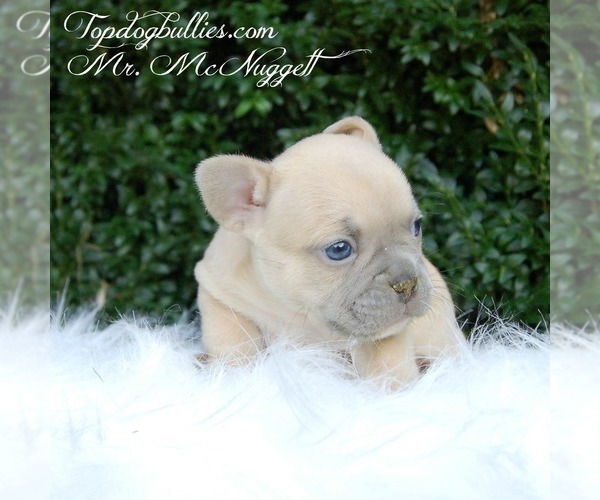 Medium Photo #3 French Bulldog Puppy For Sale in CANTON, GA, USA