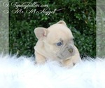 Small Photo #3 French Bulldog Puppy For Sale in CANTON, GA, USA