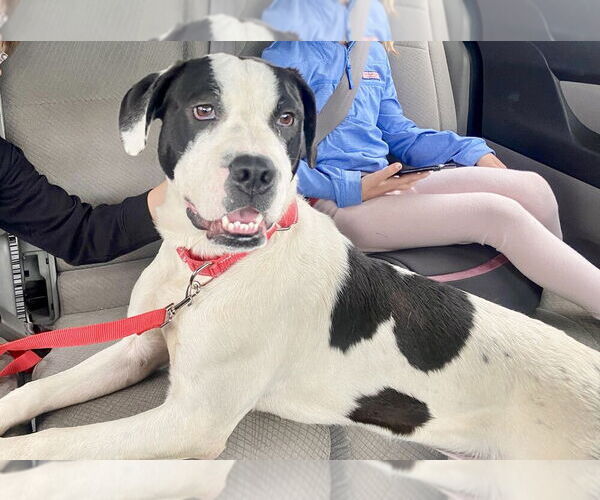 Medium Photo #2 American Staffordshire Terrier-Bulldog Mix Puppy For Sale in Brewster, NY, USA
