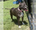 Small #2 American Pit Bull Terrier Mix