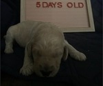 Small Photo #14 Goldendoodle Puppy For Sale in SEYMOUR, CT, USA