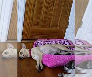 Mason (GA) - Male Chihuahua-Unknown Mix Dog for Adoption - Photo #8