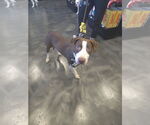 Small #4 American Pit Bull Terrier Mix