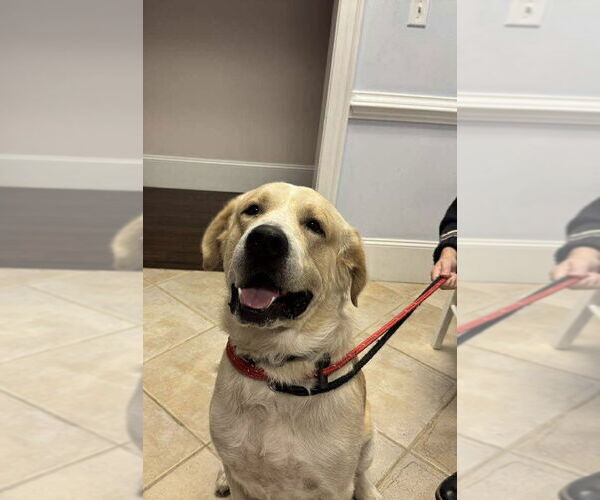 Medium Photo #1 Great Pyrenees-Unknown Mix Puppy For Sale in Holly Springs, NC, USA