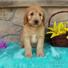 Miniature Labradoodle Puppy for sale in GAP, PA, USA
