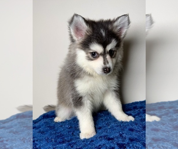 Medium Photo #4 Pomsky Puppy For Sale in NASHUA, NH, USA