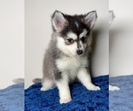 Small #3 Pomsky