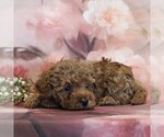 Small #1 Poodle (Toy)