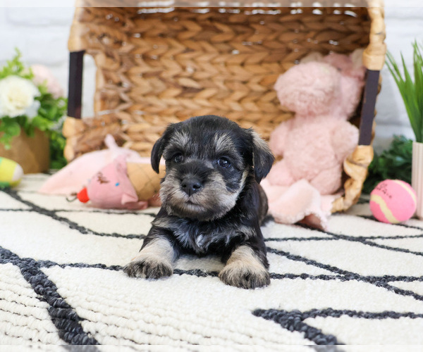 Medium Photo #7 Schnauzer (Miniature) Puppy For Sale in SYRACUSE, IN, USA