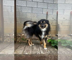 Australian Shepherd-Unknown Mix Dogs for adoption in Columbus, IN, USA
