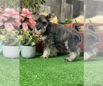 Small #2 Schnauzer (Miniature)