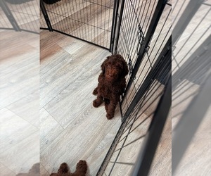Goldendoodle Puppy for sale in NEW PORT RICHEY, FL, USA