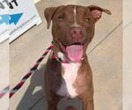 Small #18 American Pit Bull Terrier-Chihuahua Mix