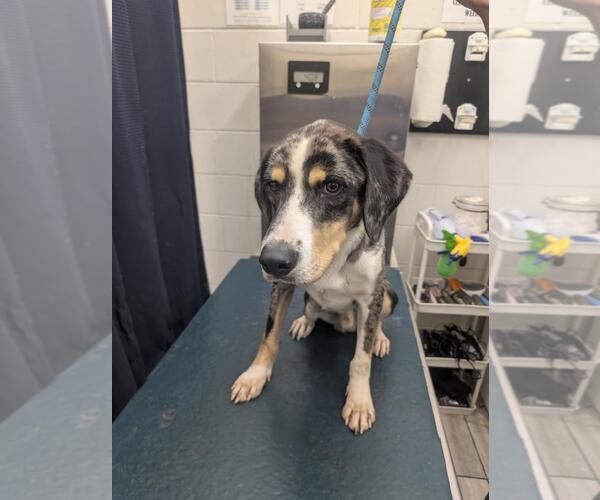 Medium Photo #1 Mutt Puppy For Sale in Mobile, AL, USA