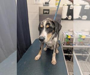 Mutt Dogs for adoption in Mobile, AL, USA