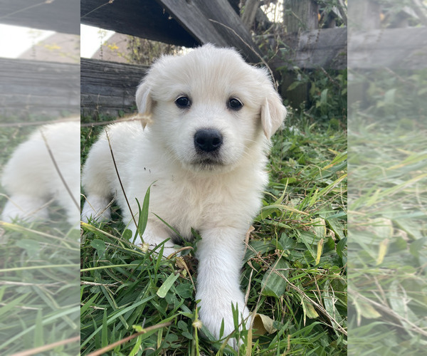 Medium Photo #5 Great Pyrenees-Maremma Sheepdog Mix Puppy For Sale in CONNEAUT, OH, USA