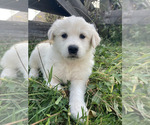 Small Photo #5 Great Pyrenees-Maremma Sheepdog Mix Puppy For Sale in CONNEAUT, OH, USA