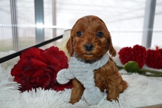 Cavapoo Puppy for sale in HONEY BROOK, PA, USA