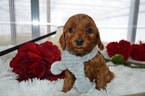 Small Cavapoo