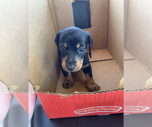 Dachshund Puppy for sale in HIALEAH, FL, USA