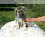 Small #3 German Shepherd Dog