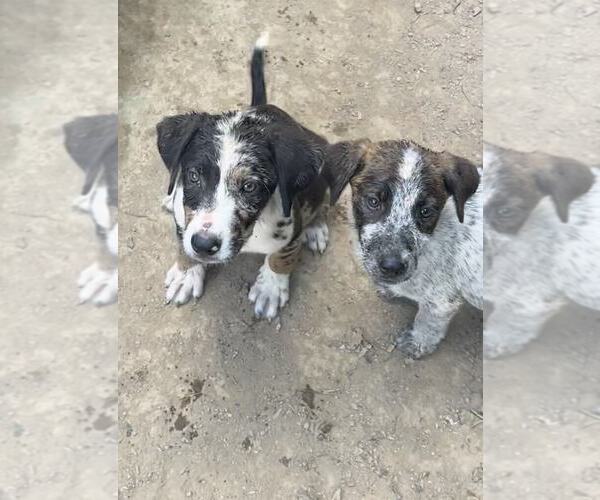Medium Photo #3 Australian Shepherd-Unknown Mix Puppy For Sale in Aurora, IN, USA