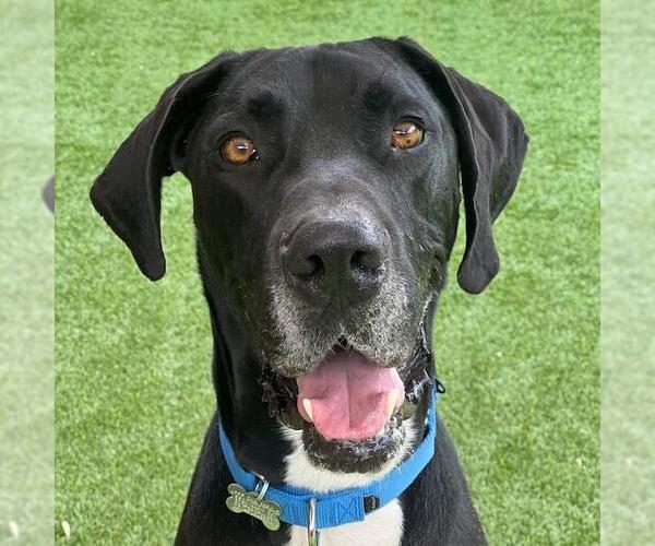 Medium Photo #7 Great Dane Puppy For Sale in San Diego, CA, USA