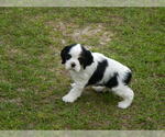 Small Photo #5 Cocker Spaniel Puppy For Sale in BEECH ISLAND, SC, USA