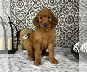 Goldendoodle Puppy for Sale in FRANKLIN, Indiana USA