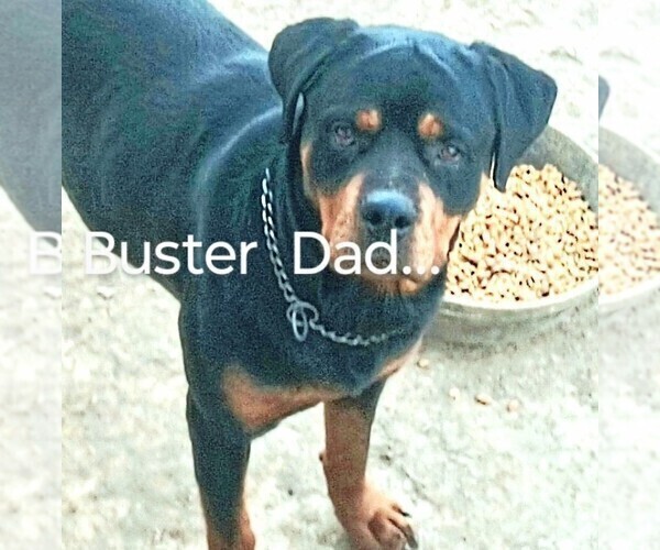 Medium Photo #11 Rottweiler Puppy For Sale in FREDERICKSBURG, IN, USA