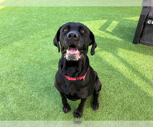 DOLLOP - Female Mutt Dog for Adoption - Photo #3
