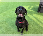 Small Photo #3 Mutt Puppy For Sale in Orange, CA, USA