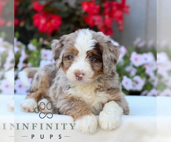 Medium Photo #4 Bernedoodle (Miniature) Puppy For Sale in LITITZ, PA, USA