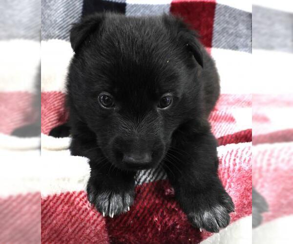 Medium Photo #1 Mutt Puppy For Sale in Thief River Falls, MN, USA