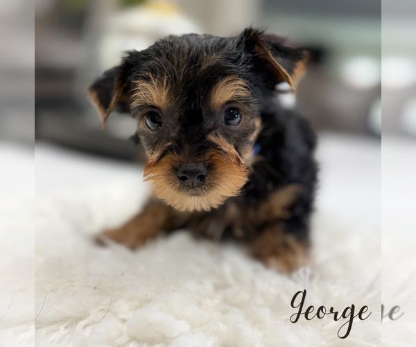 Medium Photo #4 Yorkshire Terrier Puppy For Sale in ADDISON, IL, USA