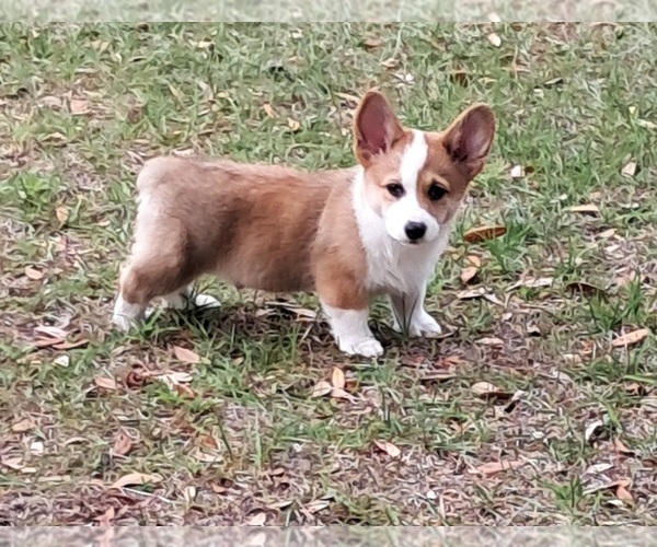 Medium Photo #5 Pembroke Welsh Corgi Puppy For Sale in HILLIARD, FL, USA