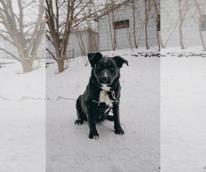 Labrador Retriever-Retriever  Mix Dogs for adoption in Duluth, MN, USA