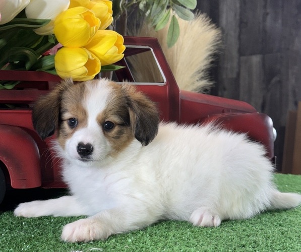 Medium Photo #5 Papillon Puppy For Sale in CANOGA, NY, USA