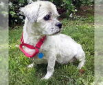 Small #3 Lhasa Apso Mix