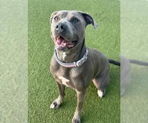 American Pit Bull Terrier Dogs for adoption in Charlotte, NC, USA