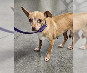 Chihuahua Dogs for adoption in San Martin, CA, USA