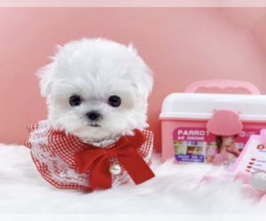 Maltese Puppy for sale in DIX HILLS, NY, USA